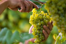 images/categorieimages/fiano grape.jpg